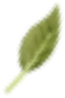 Close-up of a textured green leaf.