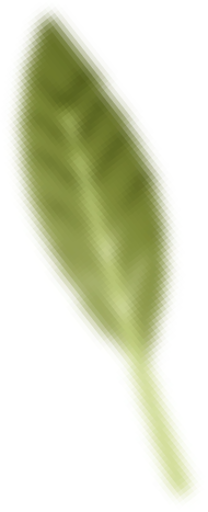 Close-up of a green leaf with a smooth texture.